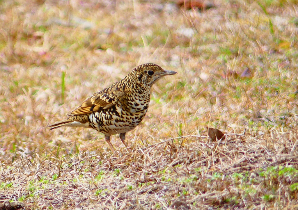 P1760080：トラツグミ_R