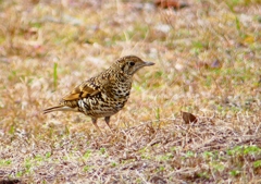 P1760080：トラツグミ_R