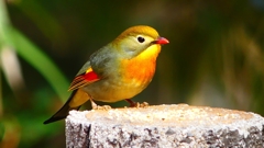 P1840219：ソウシチョウ-31_R