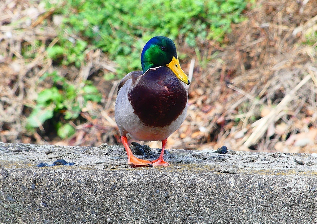 P1820455：マガモ_R