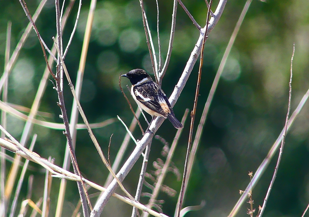 P4850808：夏羽ノビタキ（オス）_R