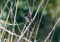 P4850808：夏羽ノビタキ（オス）_R