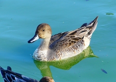 P1320424：オナガガモ_R