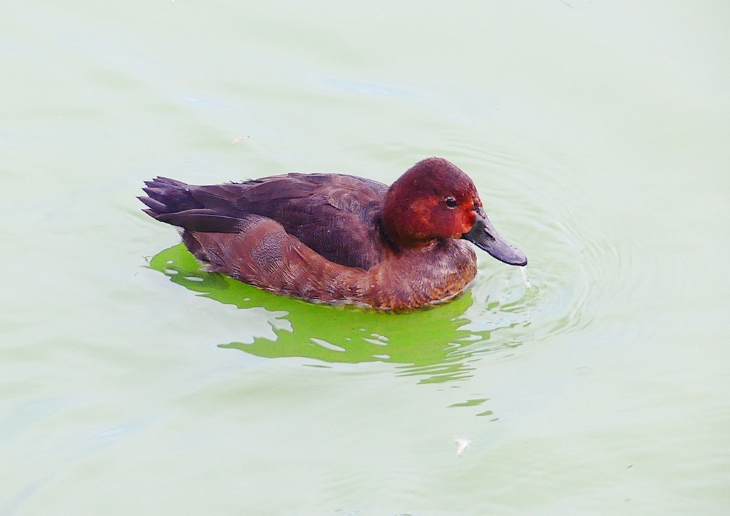 P1340868：ホシハジロ交雑種