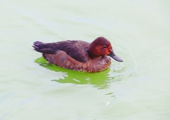 P1340868：ホシハジロ交雑種