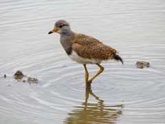 P4990077：ケリ（幼鳥B）_R