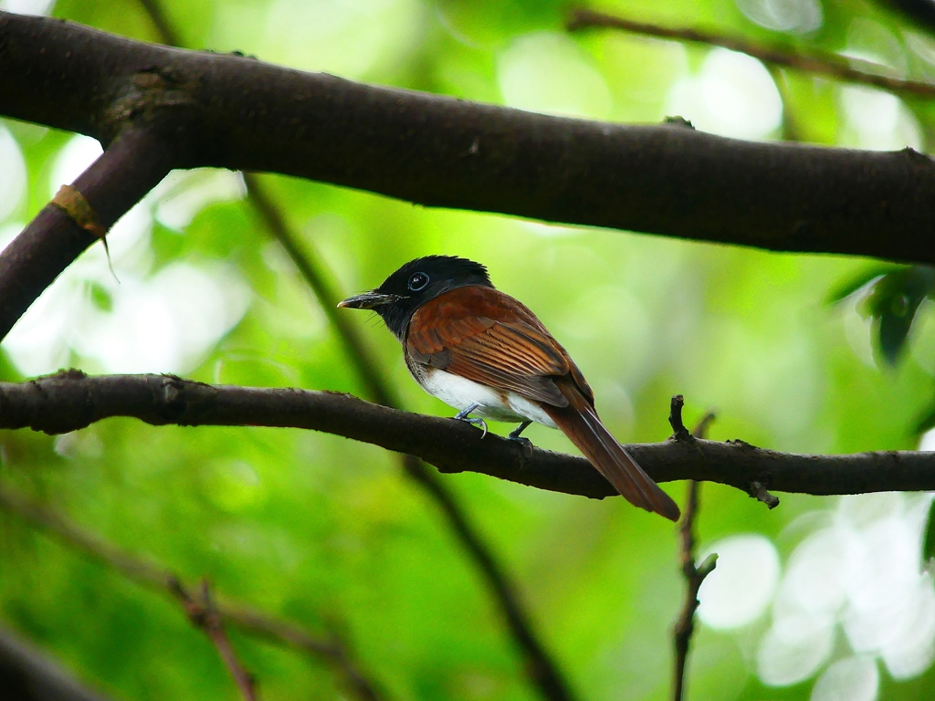 P3410324：サンコウチョウ_R
