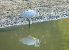 P4470069：ヘラサギ_R