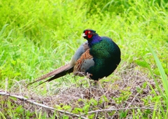 P1970428：キジ（オス）_R