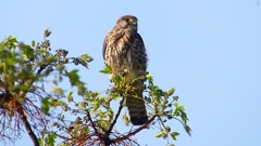 P1990047：チョウゲンボウ-05_R