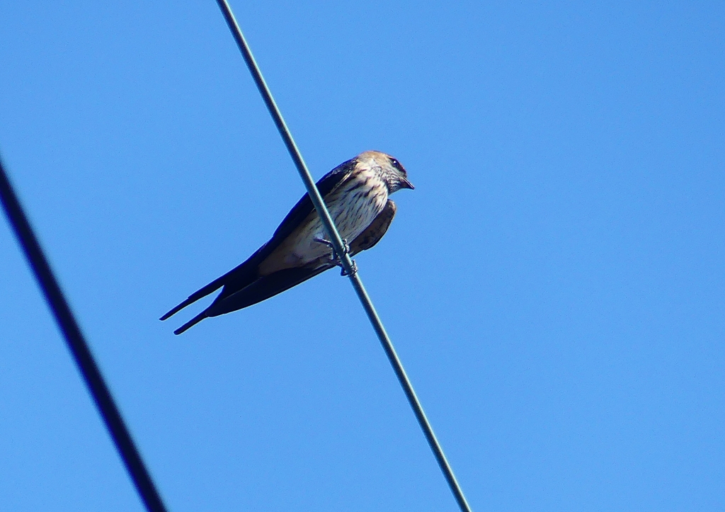P1180476：コシアカツバメ_R