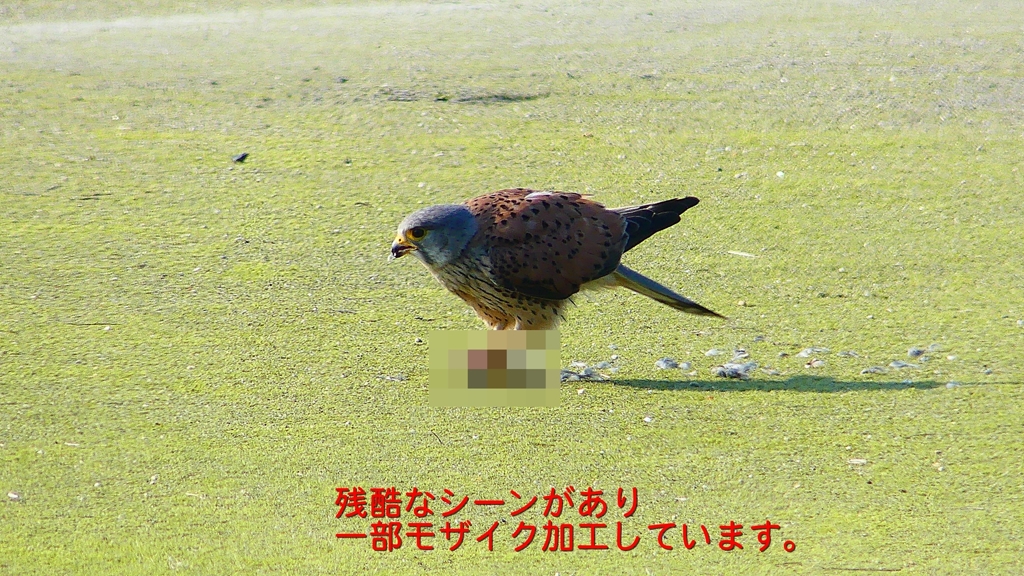 P1990071：チョウゲンボウ-14_R