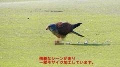 P1990071：チョウゲンボウ-14_R