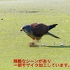 P1990071：チョウゲンボウ-14_R