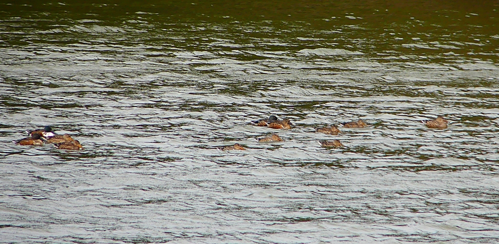 P1320066：ハシビロガモ_R