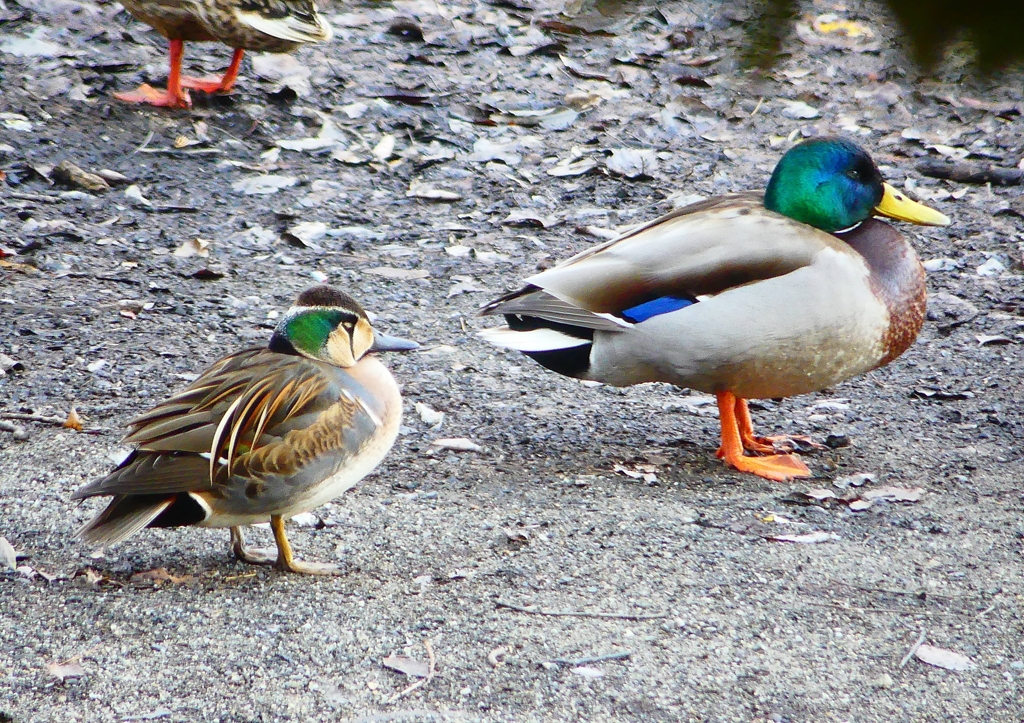 P1700760：トモエガモ、マガモ_R