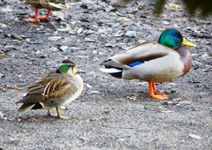 P1700760：トモエガモ、マガモ_R