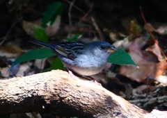 P1760620：クロジ_R