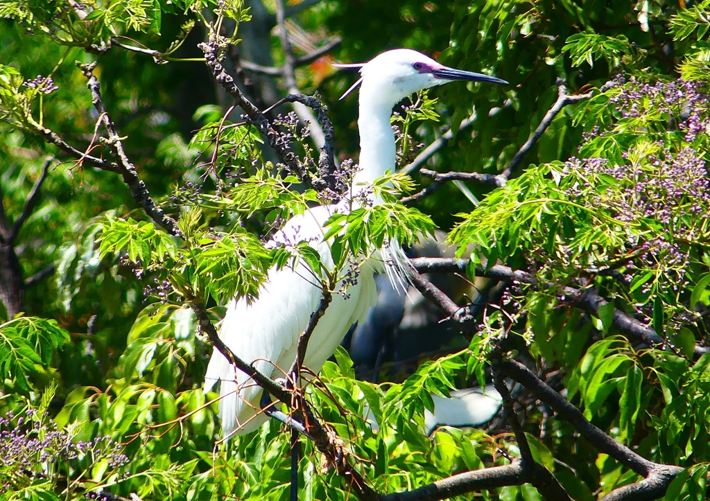 P2010267：コサギ_R