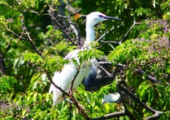 P2010267：コサギ_R
