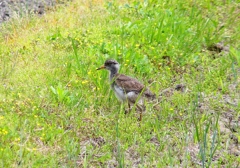 P4990925：ケリ（幼鳥）_R