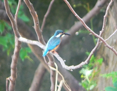 P1020350：カワセミ（オス）_R