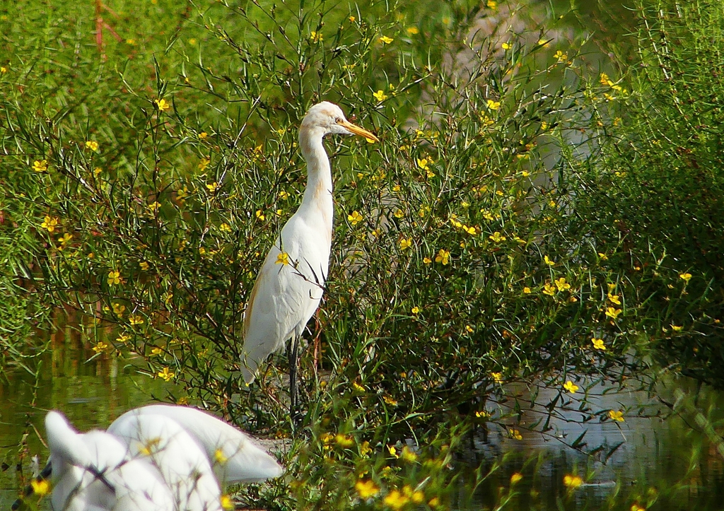 P1230480：アマサギ_R