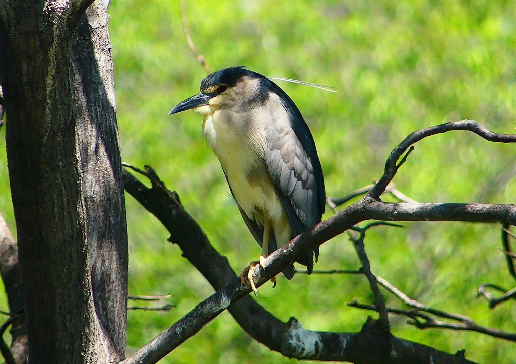 P2010488：ゴイサギ_R