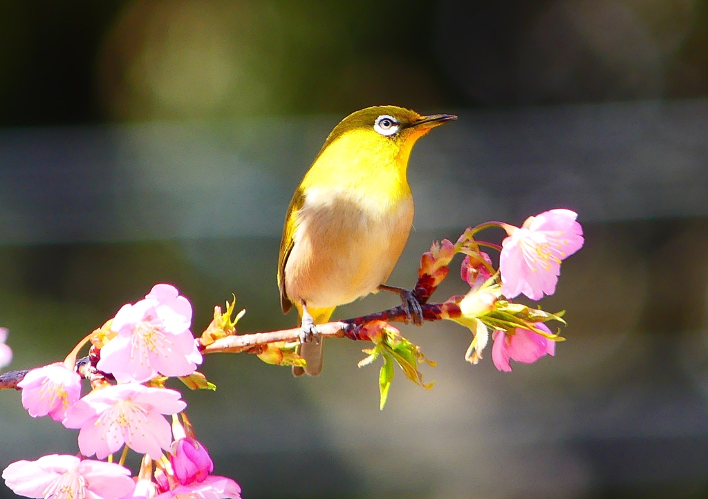 P1880157：河津桜にメジロ_R