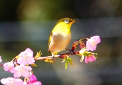 P1880157：河津桜にメジロ_R