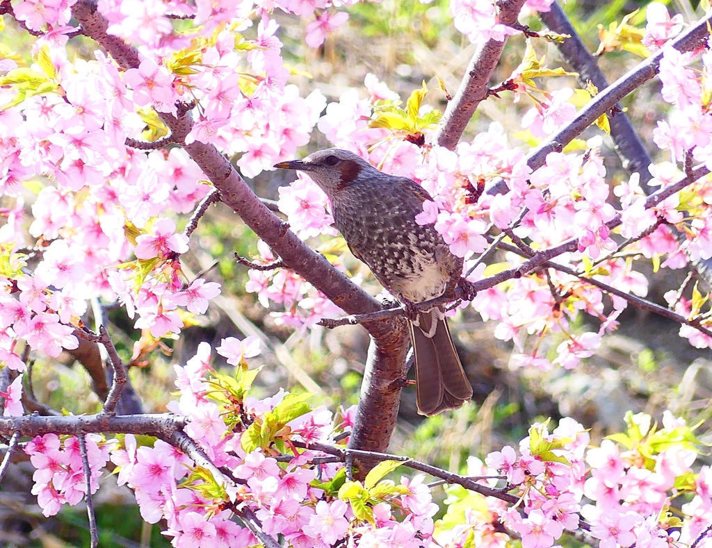 P3900805：河津桜にヒヨドリ_R