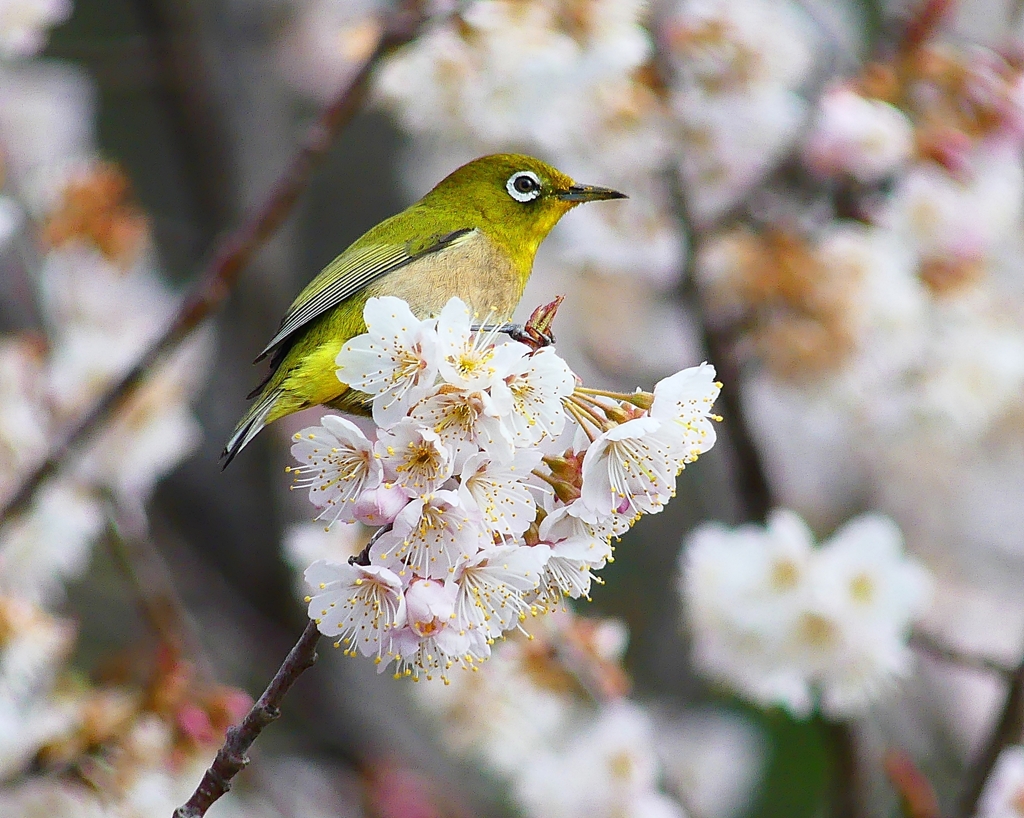 P4840646：桜にメジロ_R