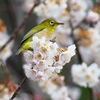 P4840646：桜にメジロ_R