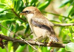 P1940603：モズ（幼鳥）_R