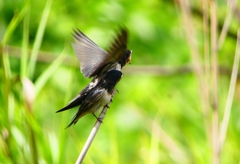 P1010296：ツバメ（幼鳥）_R