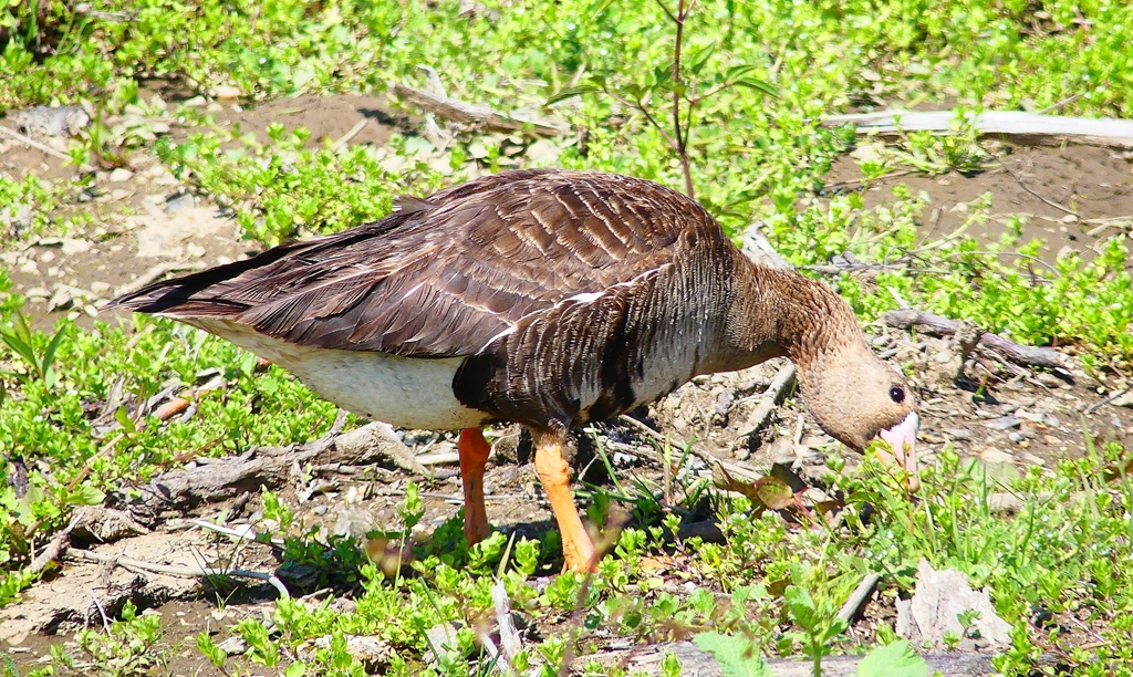 P4900116：マガン_R