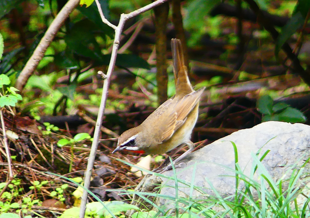 P1340119：ノゴマ（オス）_R