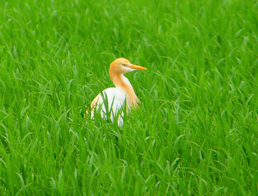 P1030080：アマサギ_R