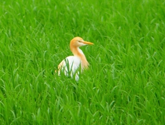 P1030080：アマサギ_R