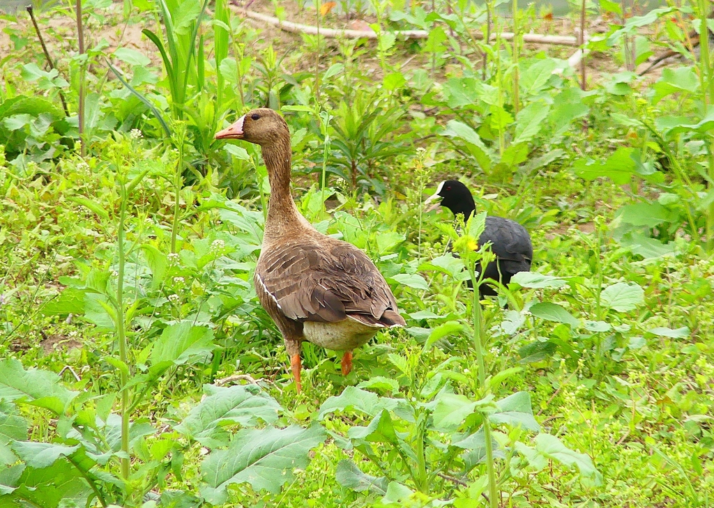P4910163：マガン、オオバン_R