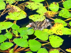 P1130658：カイツブリ_R
