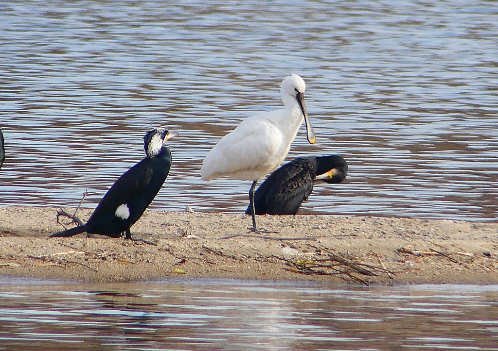 P1570076：ヘラサギ_R