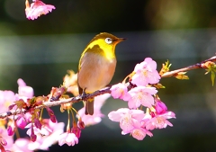 P1880150：河津桜にメジロ_R