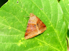 P4340720：オオウンモンクチバ_R