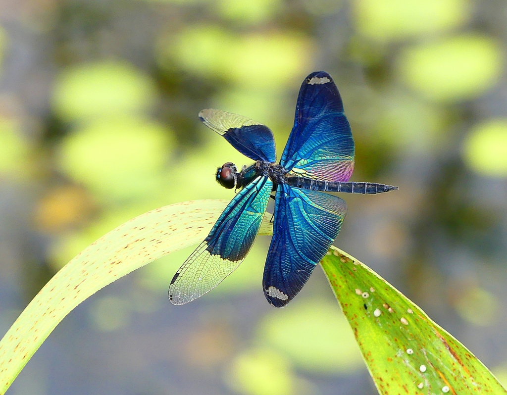 P4230513：チョウトンボ_R