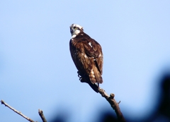 P4400247：ミサゴ_R