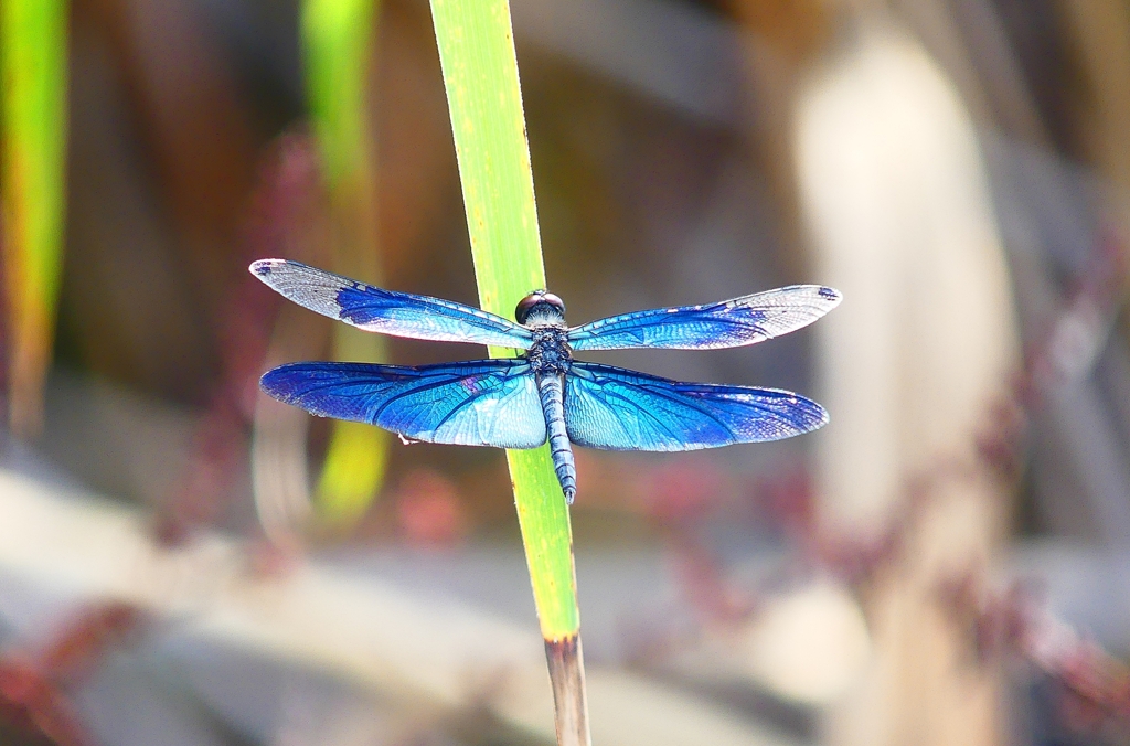 P4250211：チョウトンボ_R