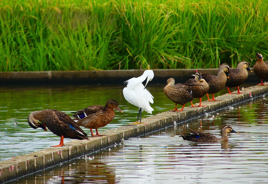 P4330006：カルガモ、コサギ_R