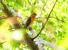 P4440601：ムギマキ（若鳥）_R