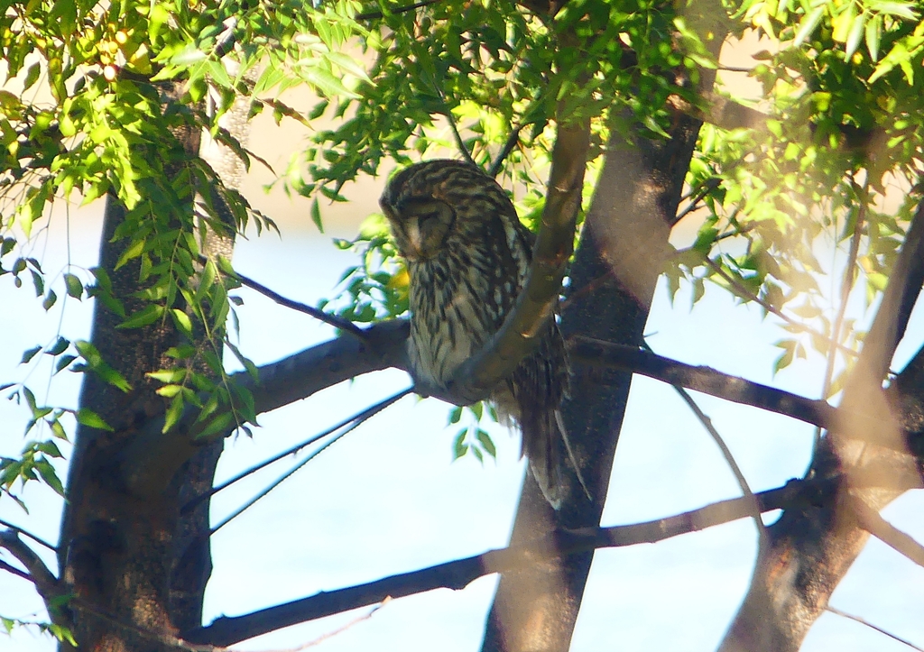 P1450363：フクロウ_R